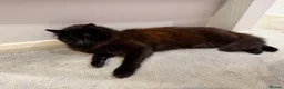 Mixed Breed cats for sale: 1 Year old Black Mixed Breed Cat in Chelmsford - Advert 3