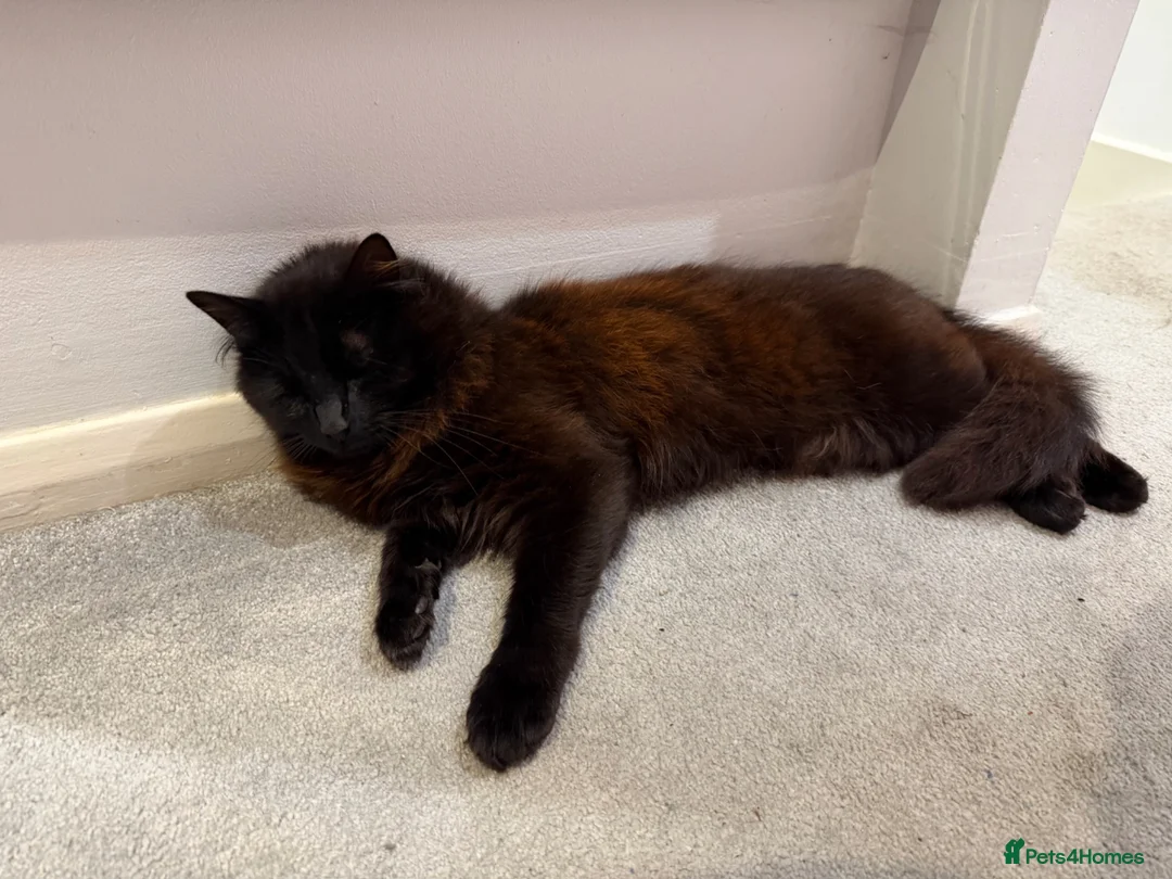 Mixed Breed cats for sale: 1 Year old Black Mixed Breed Cat in Chelmsford - Advert 3