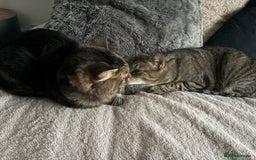 Mixed Breed cats for sale: Beautiful girls looking for forever home  - Advert 1
