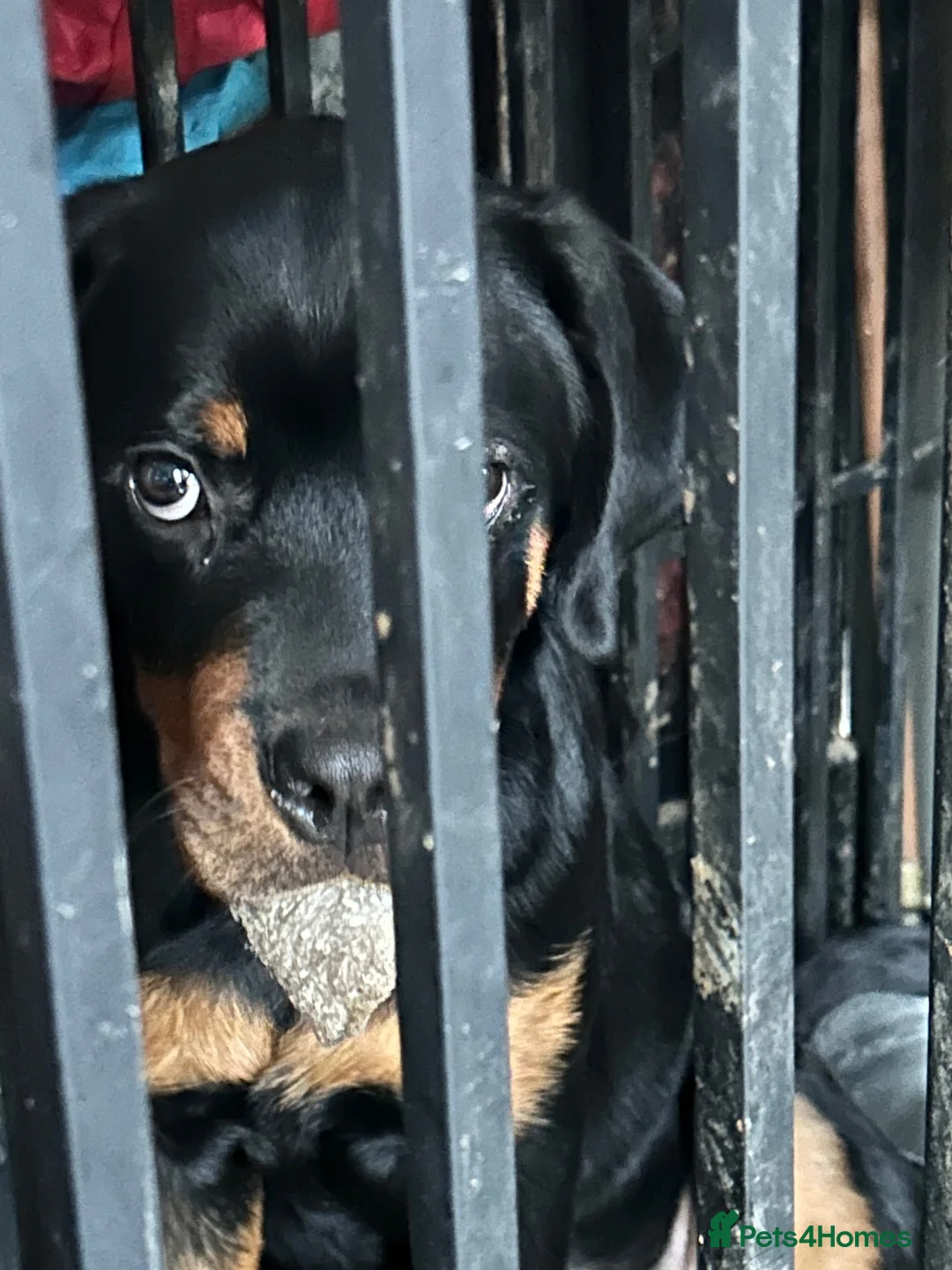 Rottweiler dogs for sale: Bambi - Advert 5