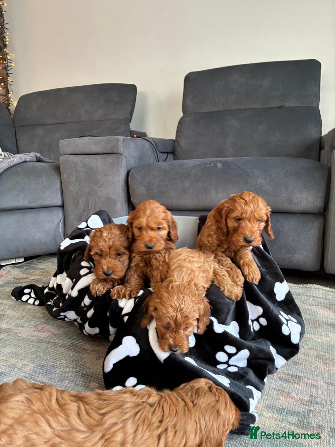 Cockapoo dogs for sale: Beautiful fox red cockapoo puppies for sale - Advert 3