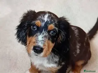 Cocker Spaniel dogs 6 cocker spaniel puppies - Advert 3