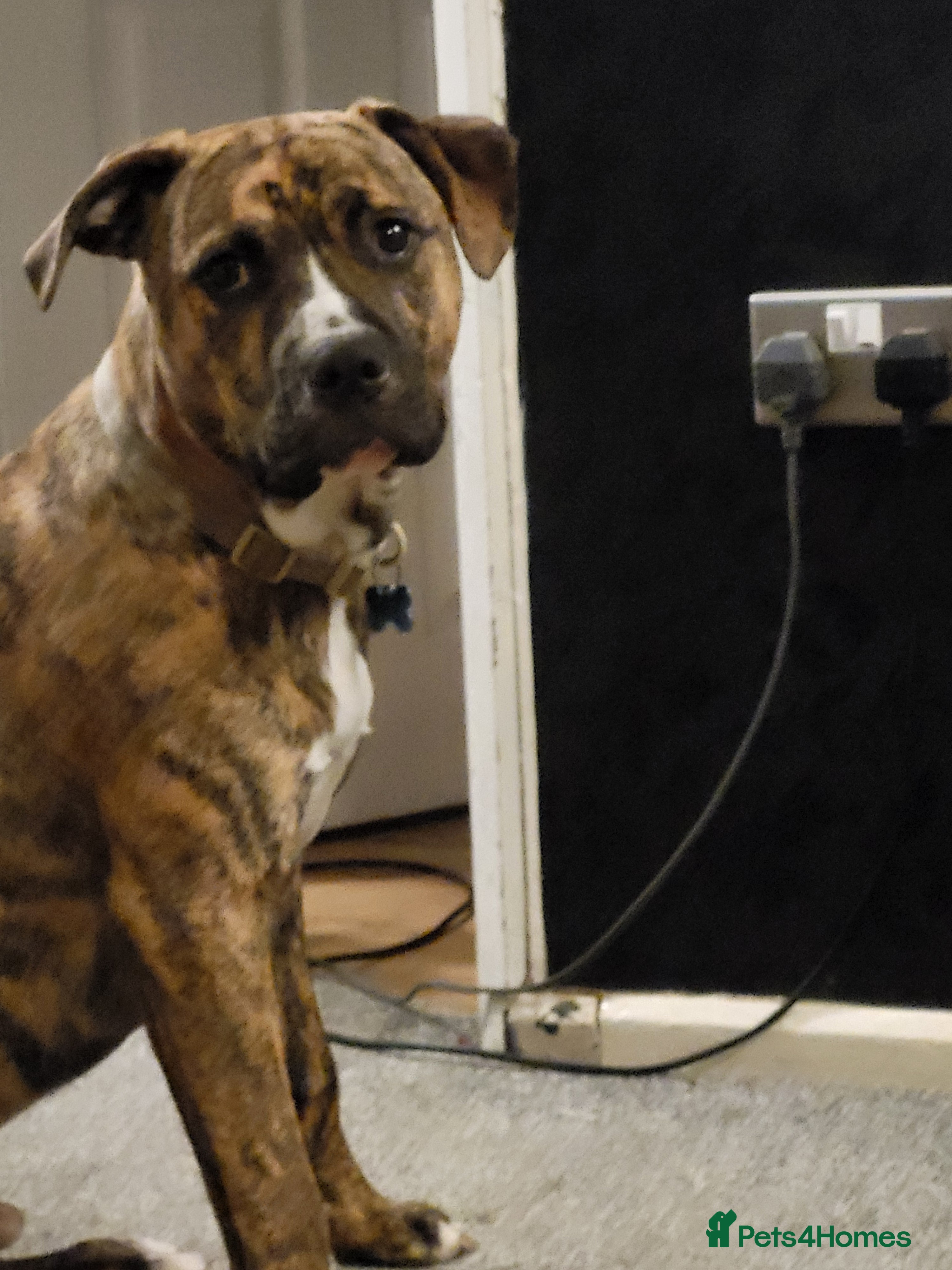 Mixed Breed dogs 8 month old staff x boxer - Advert 3