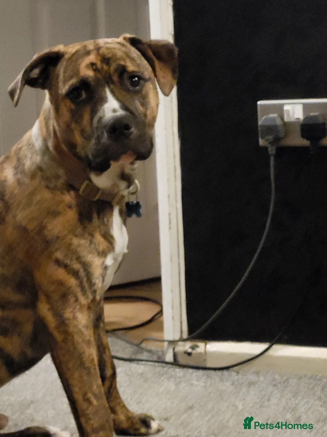 Mixed Breed dogs for sale: 8 month old staff x boxer - Advert 1