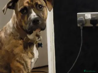 Mixed Breed dogs 8 month old staff x boxer - Advert 3