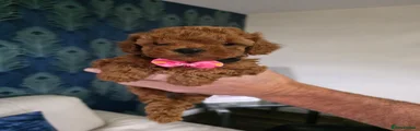 Maltipoo 3