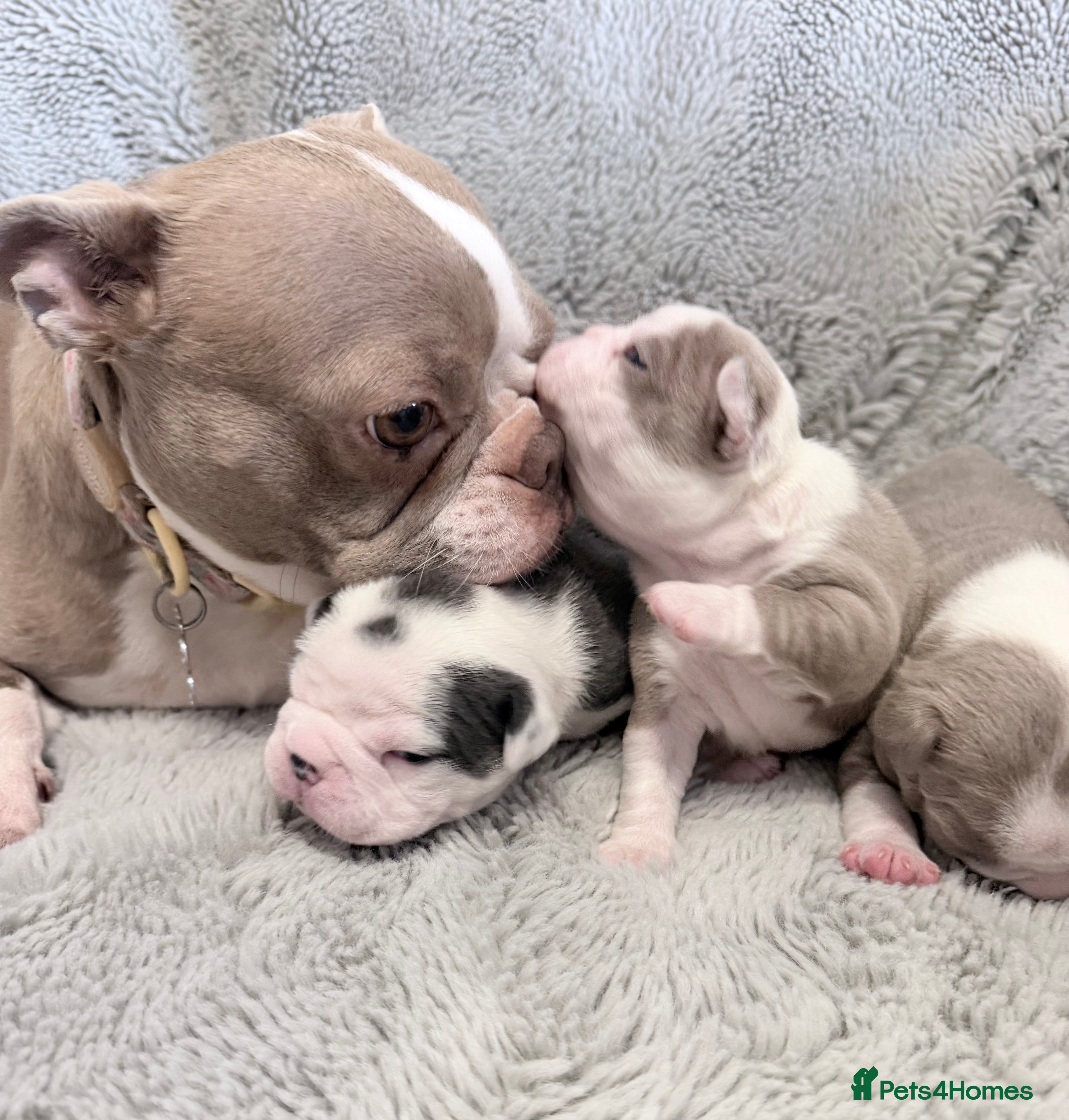 Boston Terrier dogs 3 KC Beautiful Boston Terries  - Advert 1