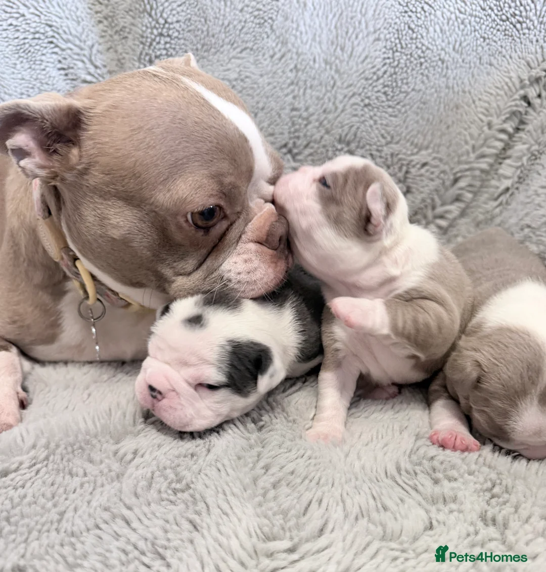 Boston Terrier dogs for sale: 3 KC Beautiful Boston Terries  - Advert 1