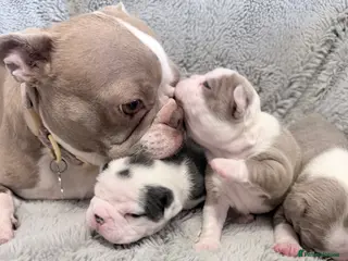 Boston Terrier dogs 3 KC Beautiful Boston Terries - Advert 1