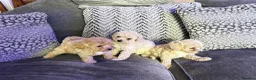 Maltipoo dogs for sale: MALTIPOOS!!! - Advert 12