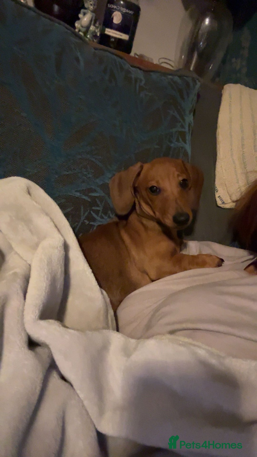 Dachshund dogs for stud: Red Miniature Dachshund for Stud - Image 2