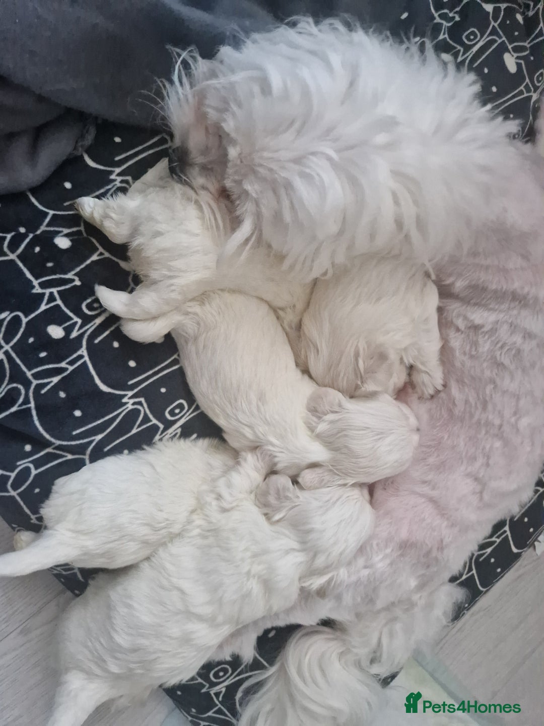 Maltese dogs for sale: Maltese baby newborns  🐶 💖  - Advert 4