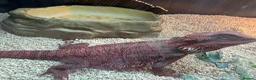 Bearded Dragon reptiles for sale: Red monster bearded dragon.  - Advert 3