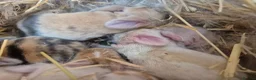 Mixed Breed rabbits for sale: 3 male Lionxlop buns very playful, well handled - Advert 21