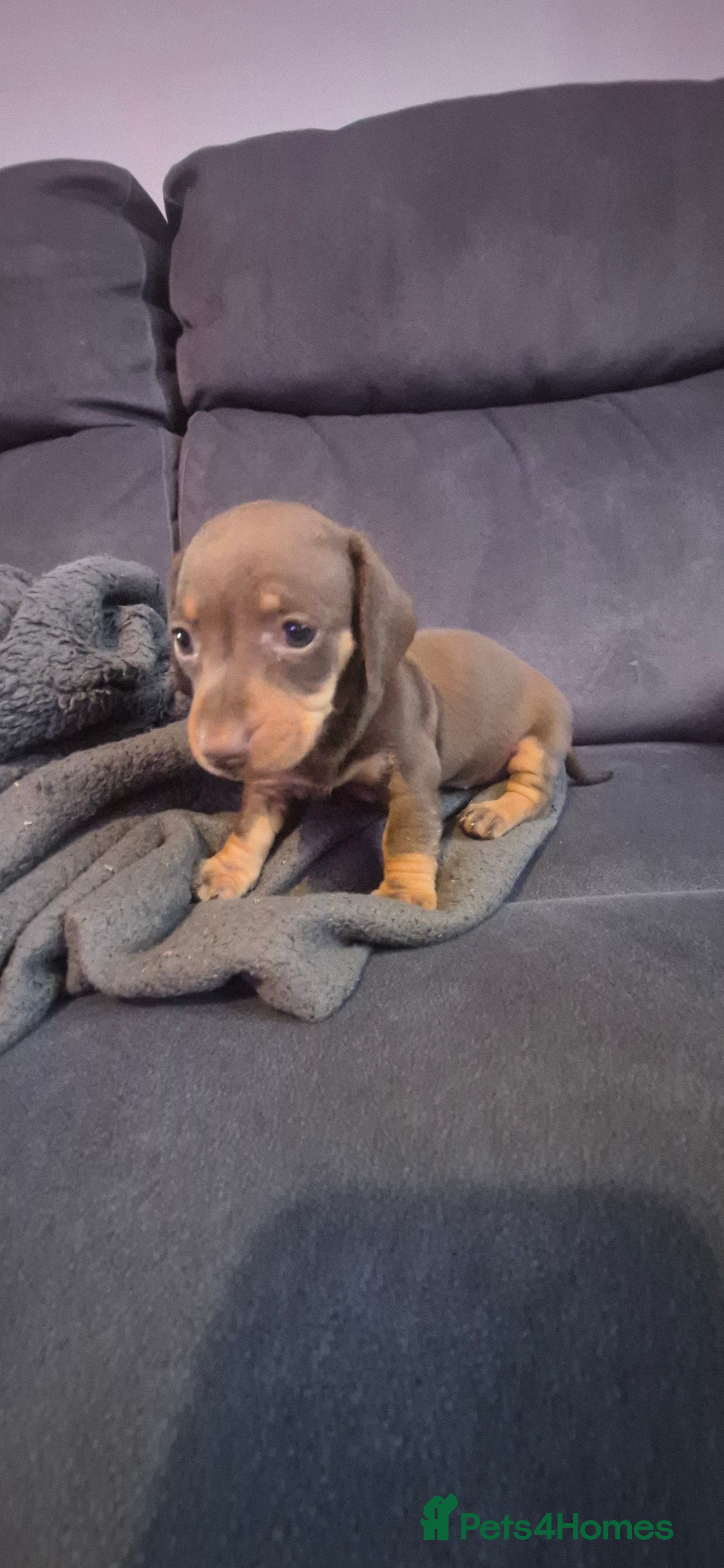 Miniature Dachshund dogs Miniature dashhounds  - Advert 16