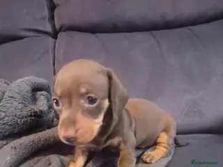 Miniature Dachshund dogs Miniature dashhounds - Advert 16