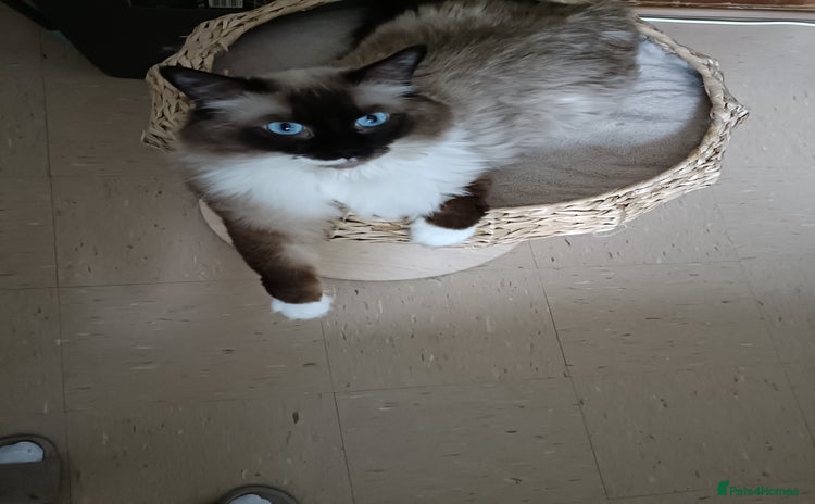 Ragdoll cats in Telford - Advert 3