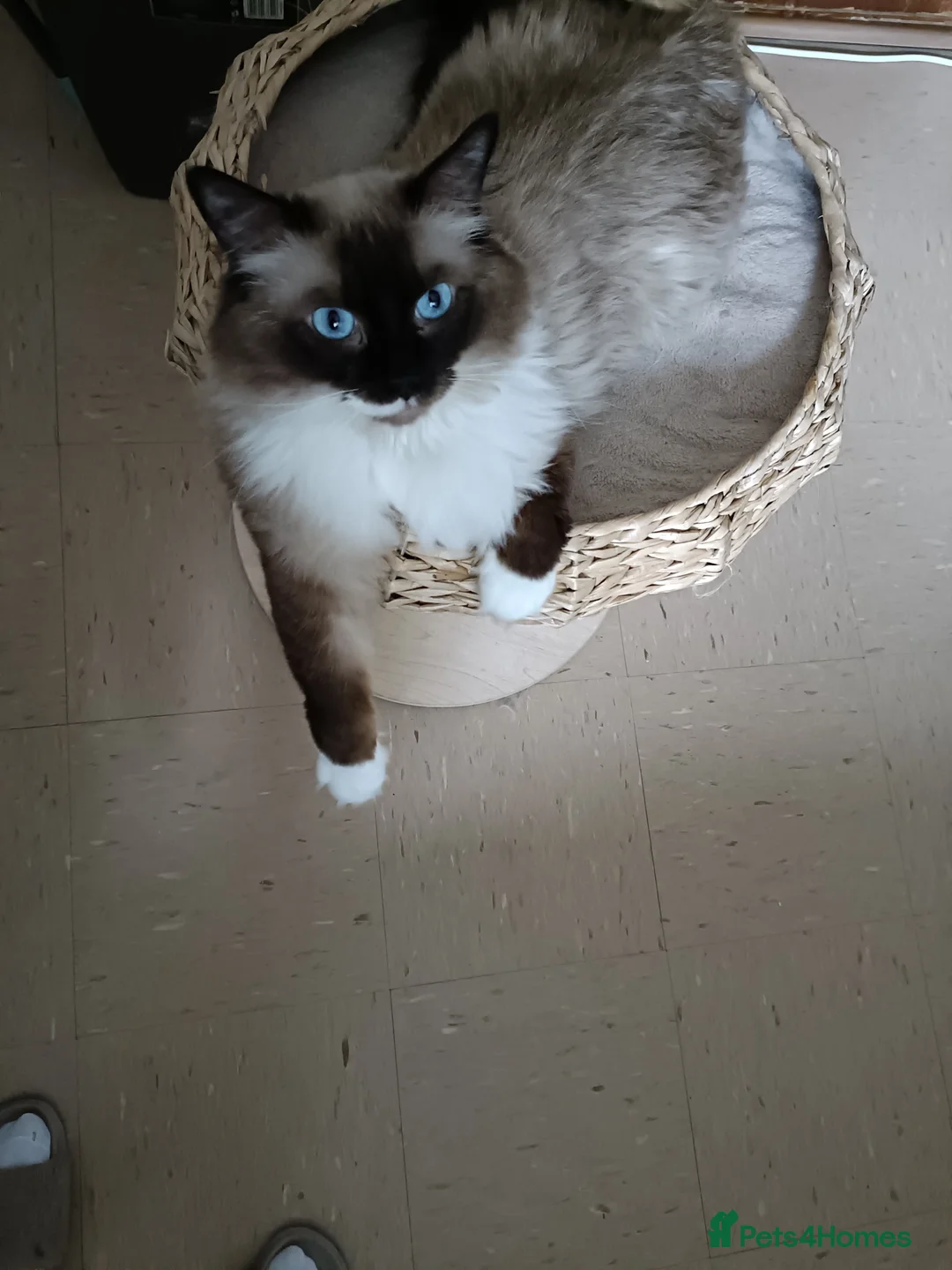 Ragdoll cats for stud: Beautiful Ragdoll male in Telford - Advert 2