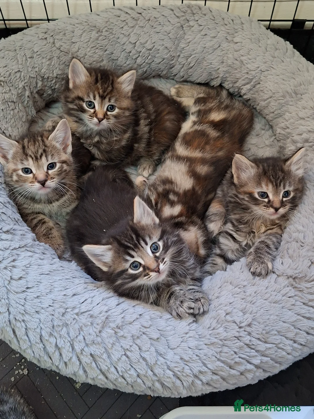 Mixed Breed cats for sale: Gorgeous pure Tabby healthy kittens in London - Advert 1