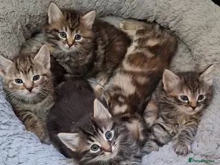 Mixed Breed cats Gorgeous pure Tabby healthy kittens - Advert 2