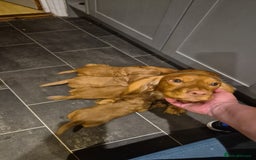 Cocker Spaniel dogs for sale: Cocker spaniel puppies - Image 17