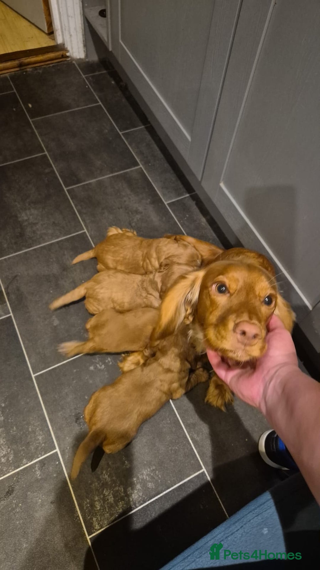 Cocker Spaniel dogs for sale: Cocker spaniel puppies - Image 17