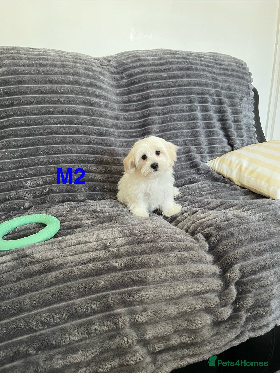 Maltese dogs for sale: Bichon puppies  in Coventry - Image 13