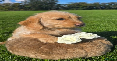 Labradoodle dogs - Advert 14