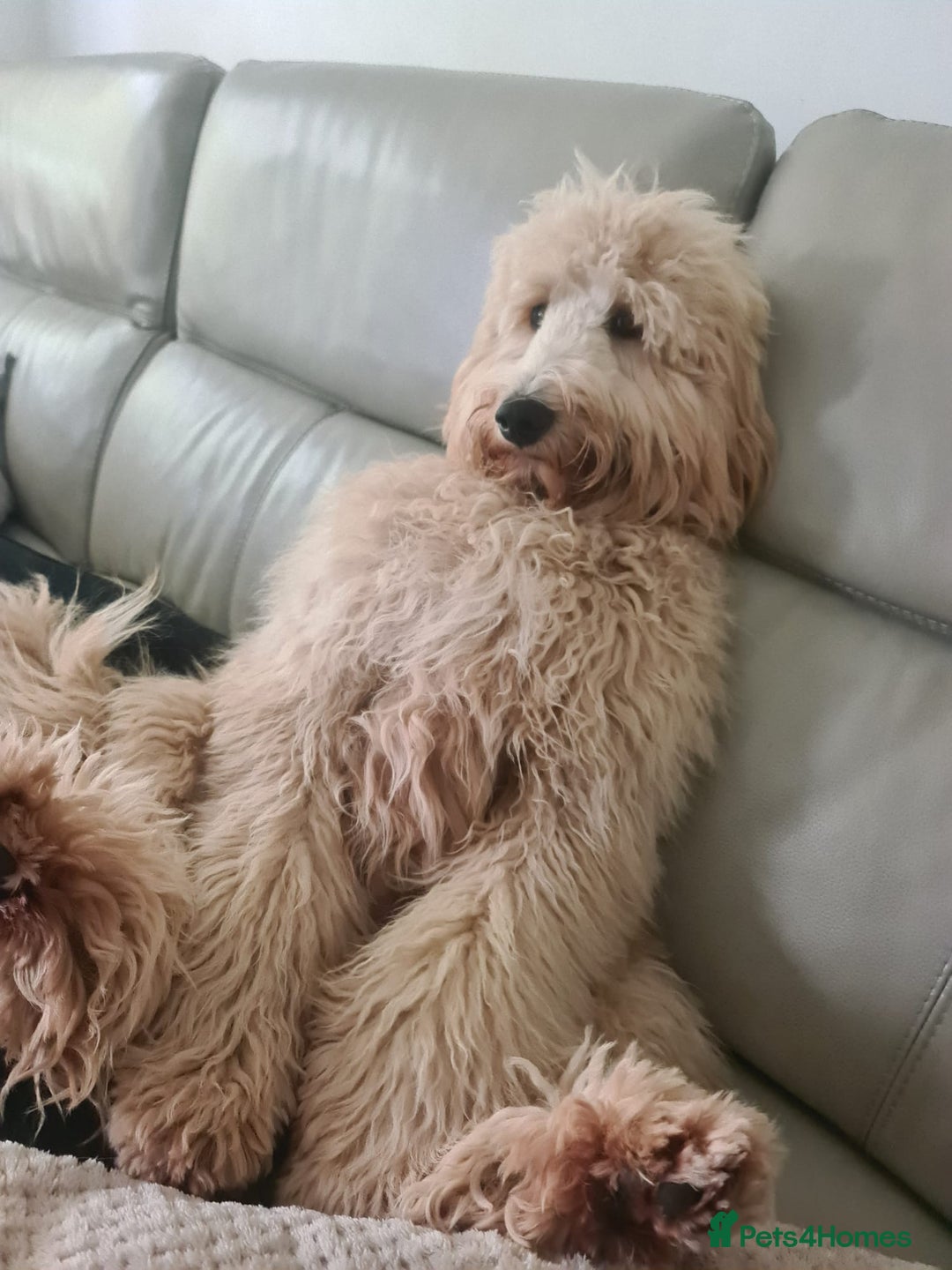 Labradoodle dogs for sale: 🐾 Labradoodle Puppies Expected Mid-January 🐾 - Advert 10