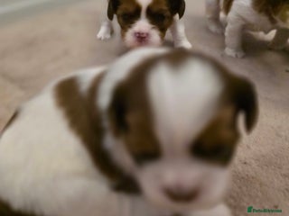 Shih Tzu dogs Imperial shih tzu stunning - Advert 15