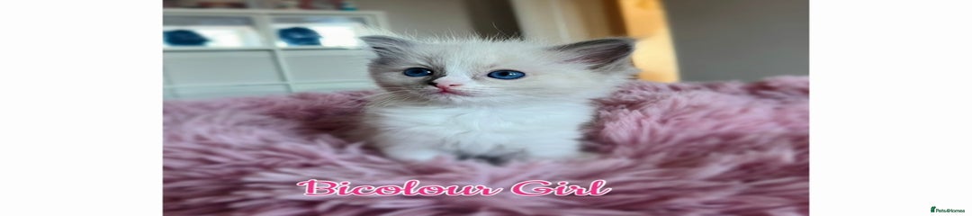 Ragdoll Kitten 2