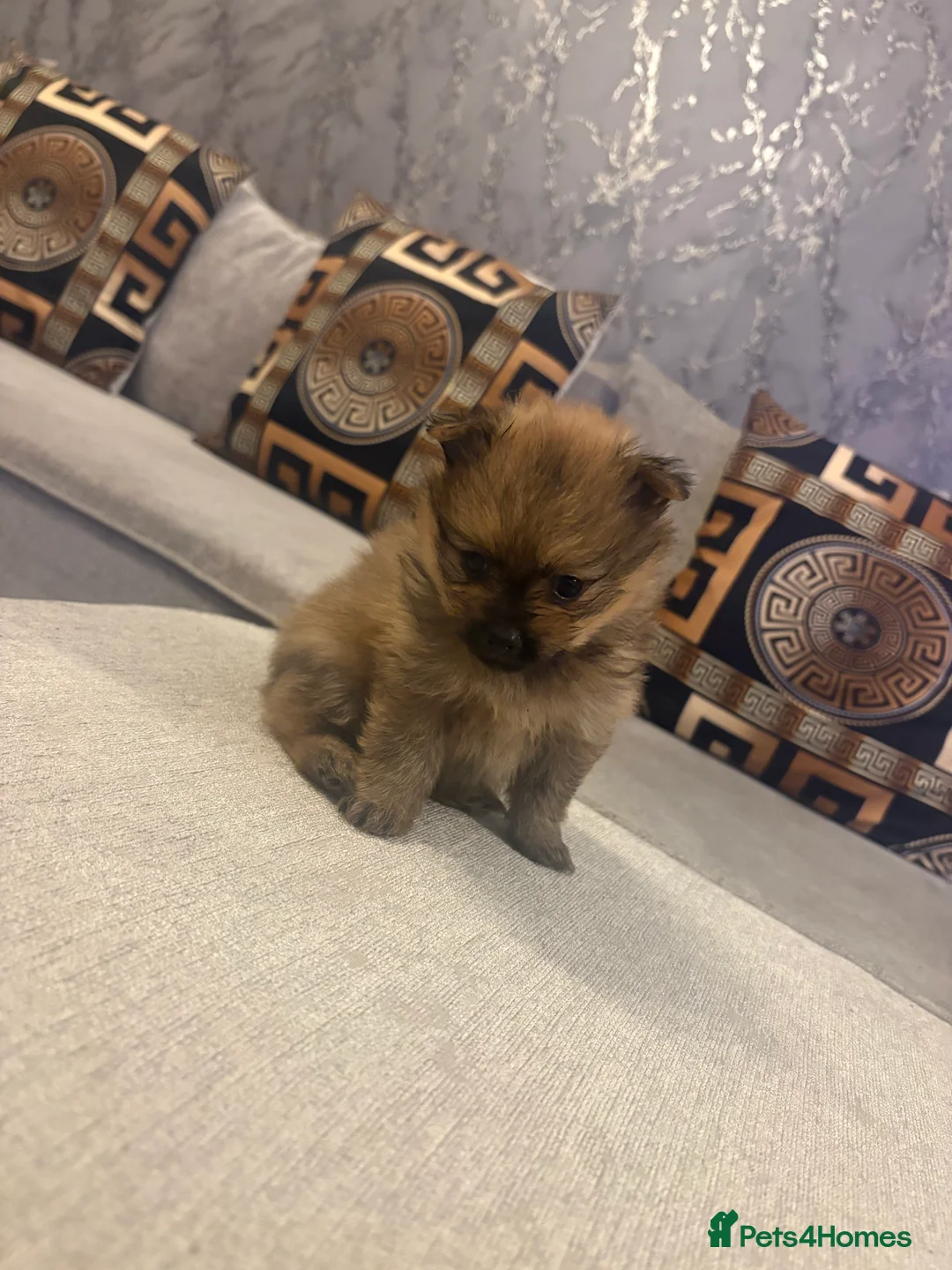 Pomeranian dogs for sale: Beautiful tiny Pomeranian male pup left  - Advert 8