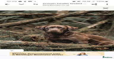 Labrador Retriever dogs - Advert 11