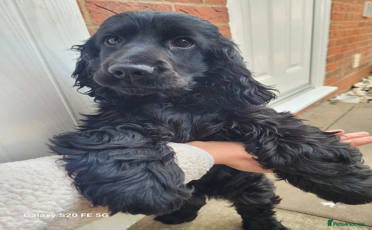 Cocker Spaniel dogs - Advert 7
