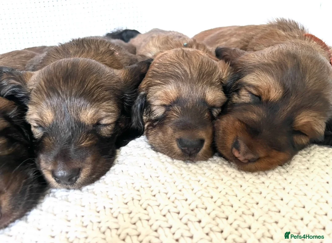 Dachshund dogs for sale: 5 KC Standard Long Hair Dachshunds - Advert 21