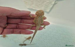 Bearded Dragon reptiles for sale: Bearded dragons  - Image 13