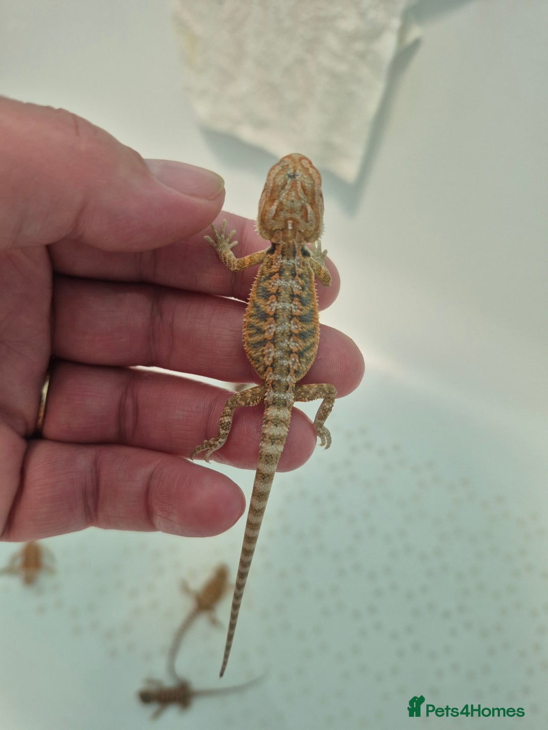 Bearded Dragon reptiles for sale: Bearded dragons  - Image 13