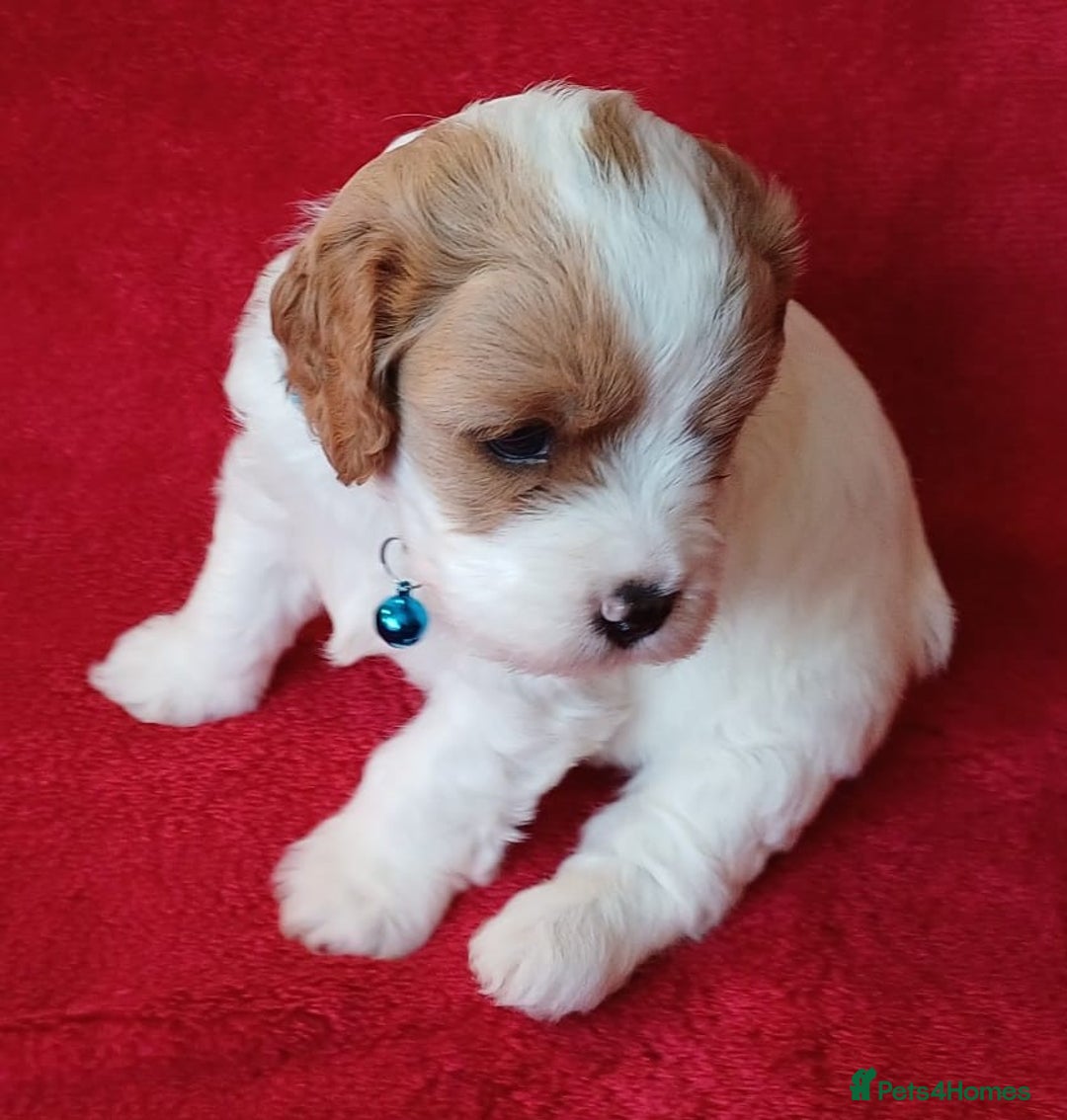 Cavapoo dogs for sale: F2 Cavapoo, Dog breeding license - Advert 4