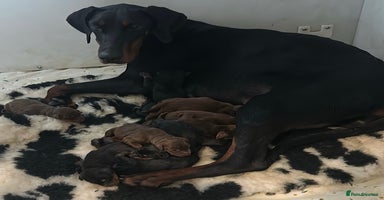 Dobermann dogs - Advert 2