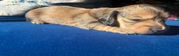 Miniature Dachshund dogs for sale: Stunning litter of miniature dachshund puppies - Advert 4