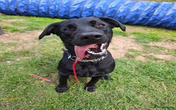 Mixed Breed dogs for adoption: Ben     - Image 9