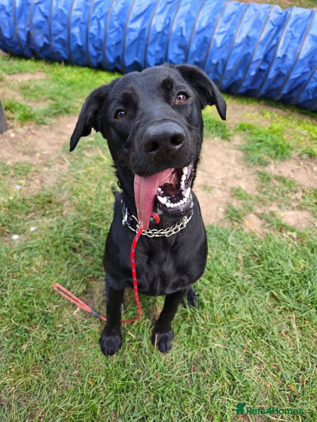 Mixed Breed dogs for adoption: Ben     - Image 9
