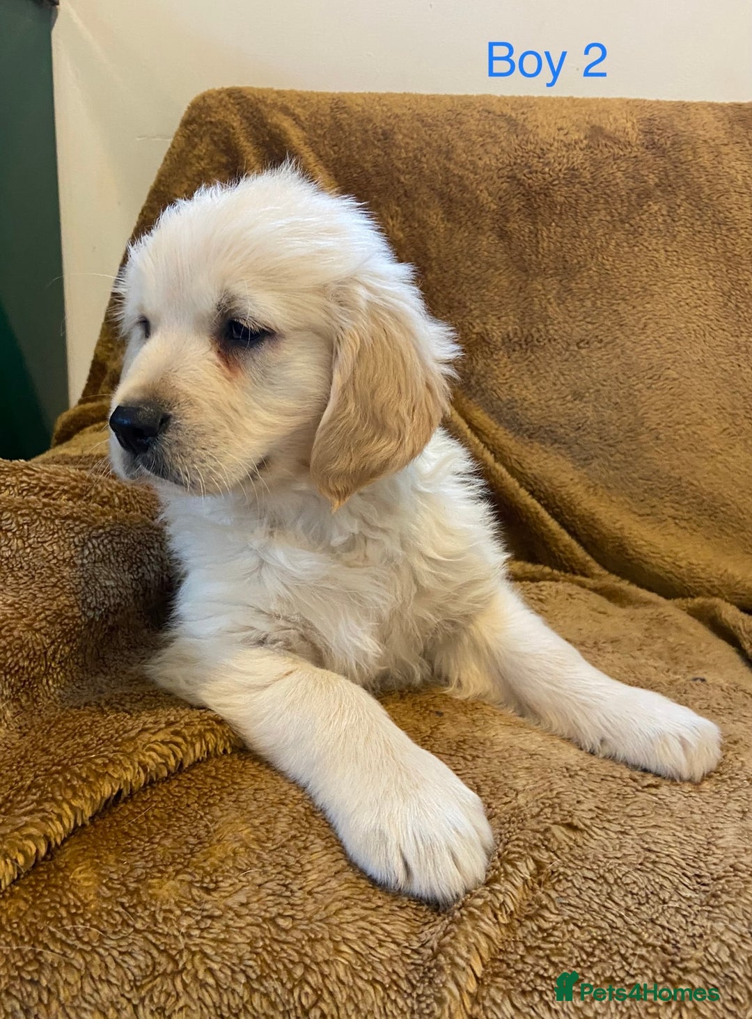 Golden Retriever dogs for sale: KC Registered Golden Retriver Puppies - Image 8