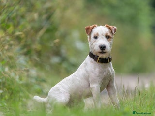 Jack Russell dogs in Newark - Advert 4