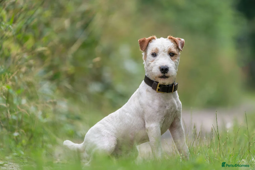 Jack Russell dogs for stud: Old style Russel at stud in Newark - Advert 1