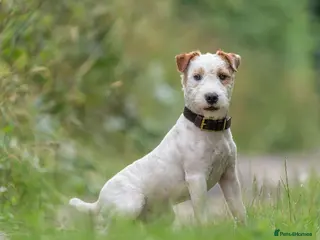 Jack Russell dogs Old style Russel at stud in Newark - Advert 8
