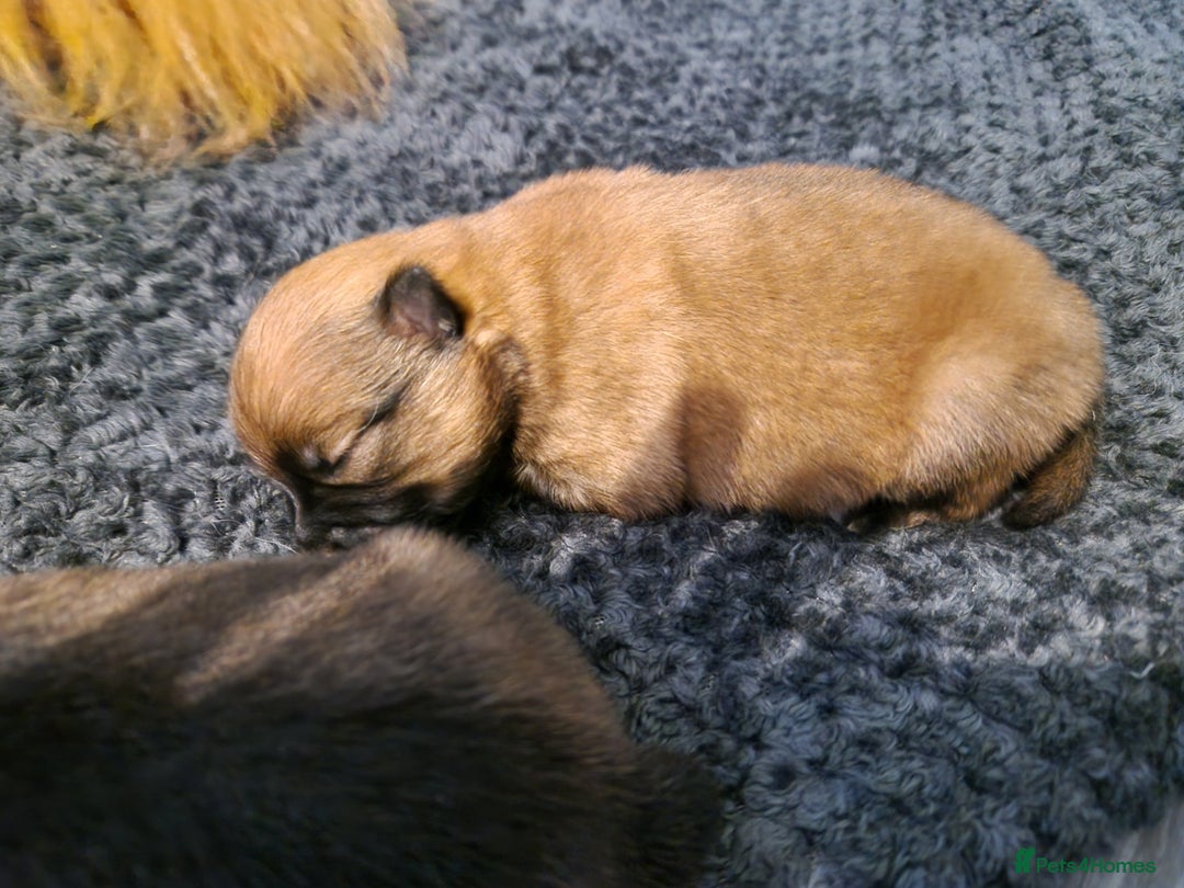 Pomeranian dogs for sale: Pomeranian - Advert 2