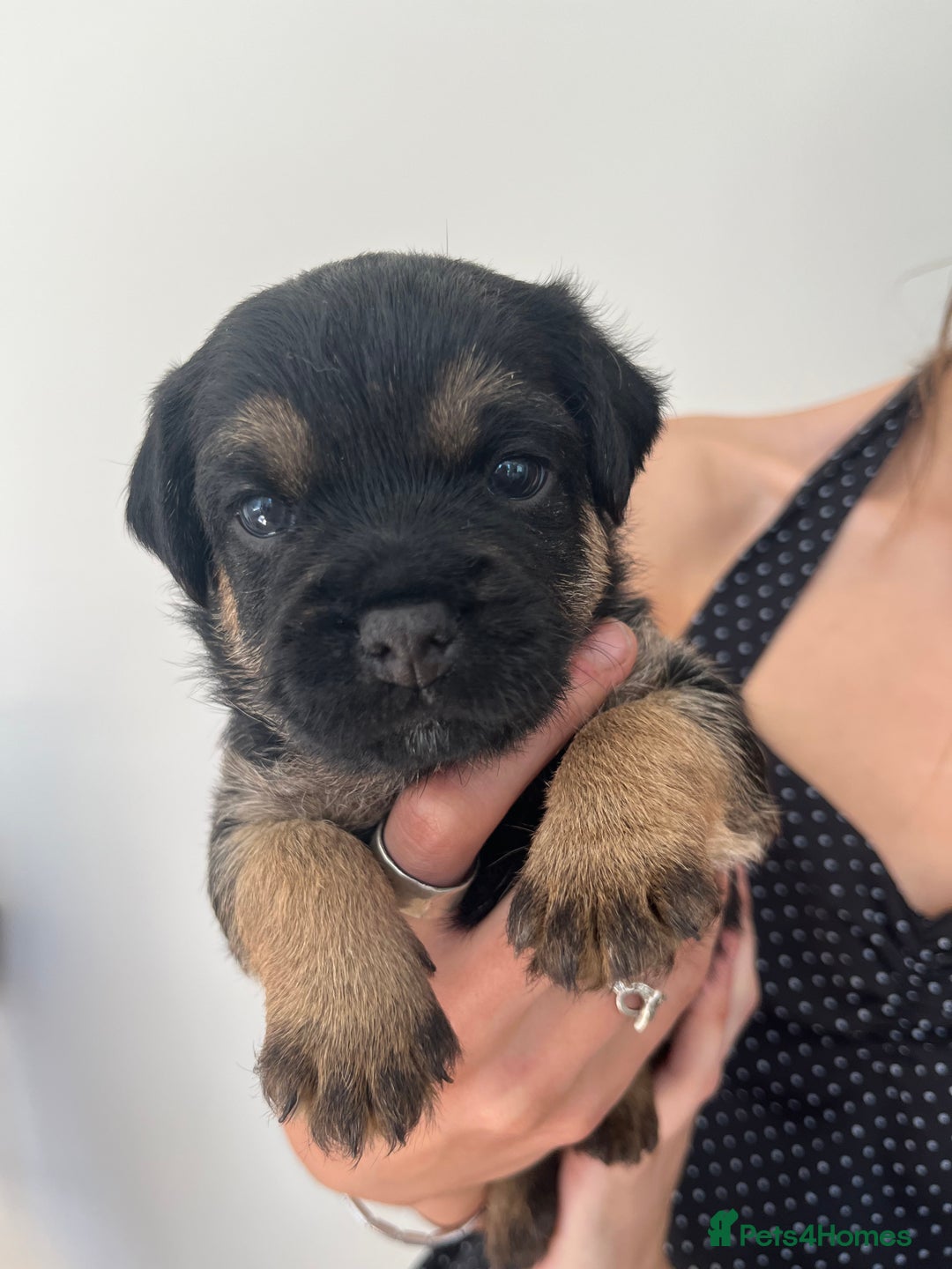 Border Terrier dogs for sale: Border Terrier pups - Blue & Tan - Image 4