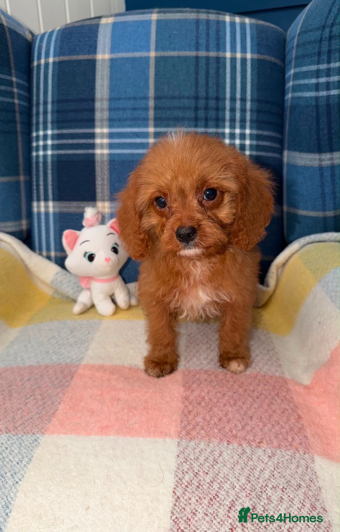 Cavapoo dogs 💛🧡Stunning Red Cavapoo Puppies Ready Now🧡💛 - Advert 1