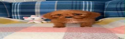 Cavapoo dogs for sale: Stunning Red Cavapoo Puppies Ready Now - Advert 6